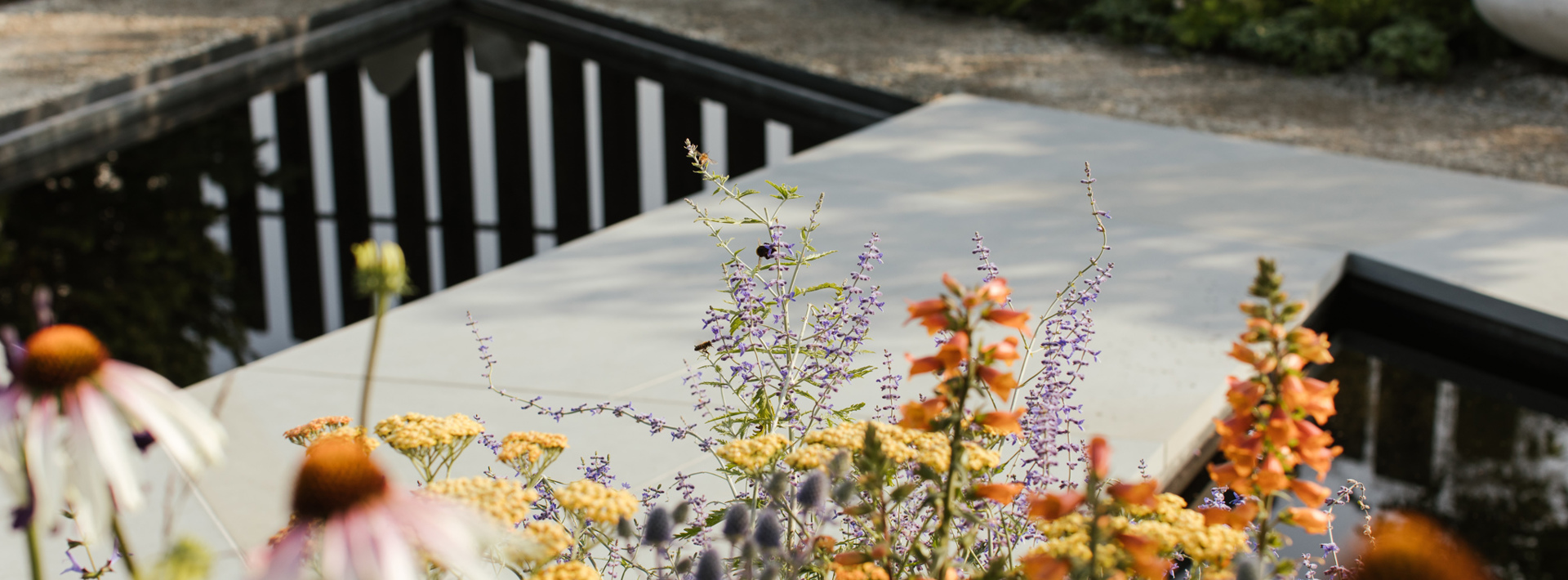 A close up of flowers with a pond in the background