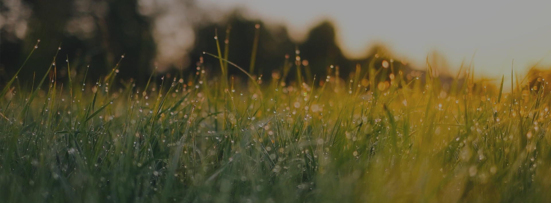 Close up of grass in a field