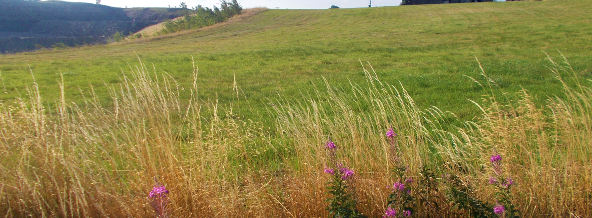 Biodiversity Net Gain: Combatting Habitat Loss in Construction Hero Image