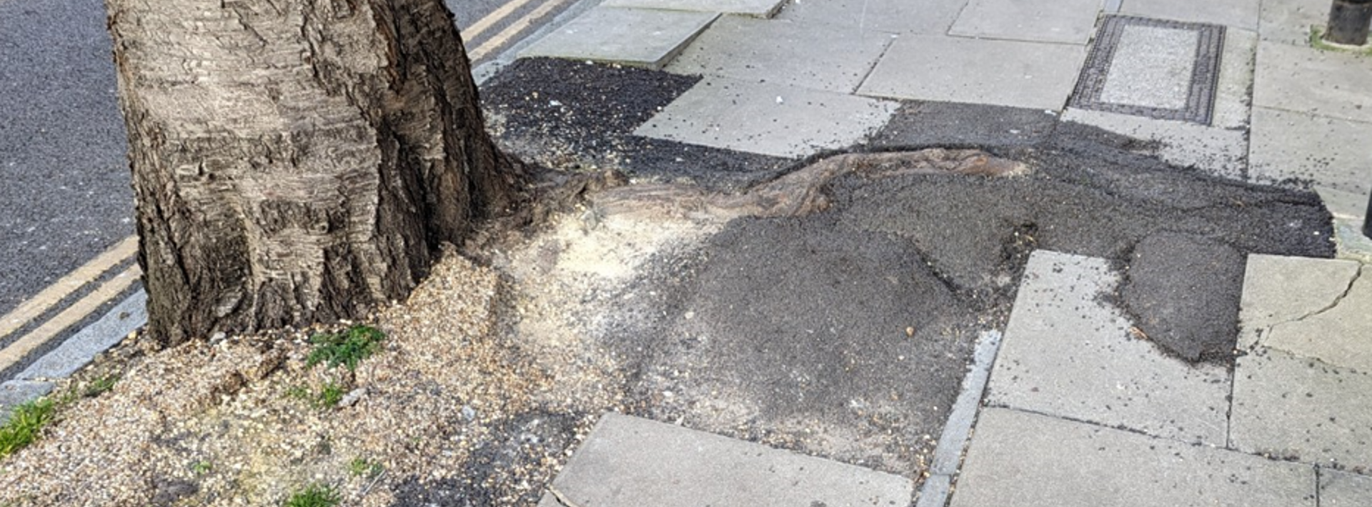 How to avoid pavement damage from tree roots Hero Image
